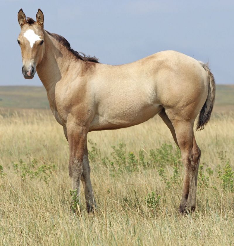 013 - Driftin Ms Concho filly
